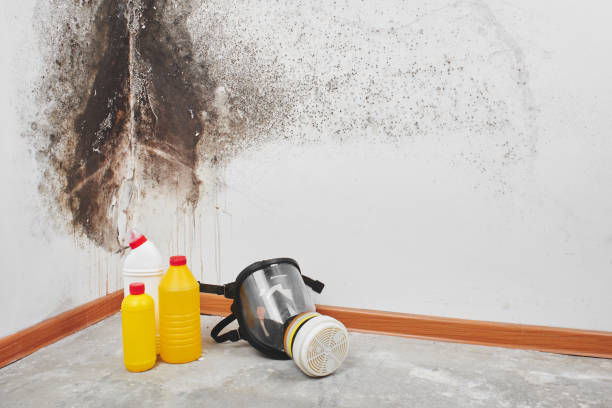 Best Affordable Mold Removal  in South Rockwood, MI