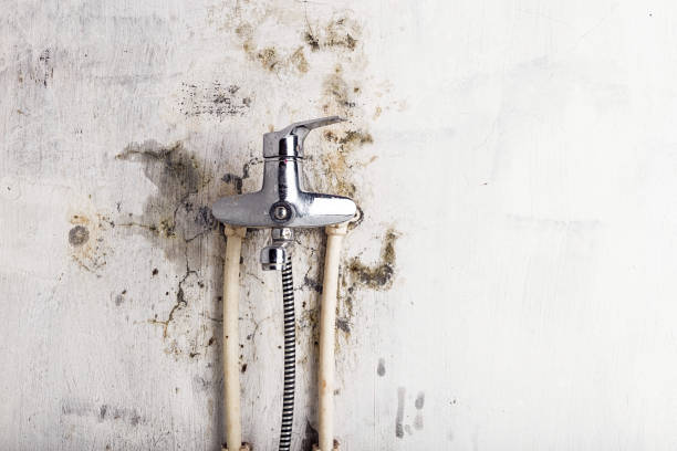 Best Water Damage Restoration  in South Rockwood, MI