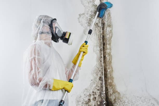 Best Fast Mold Removal  in South Rockwood, MI