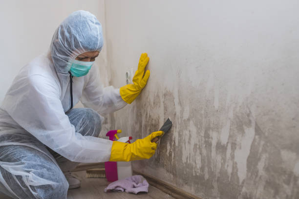 Best Toxic Mold Removal  in South Rockwood, MI