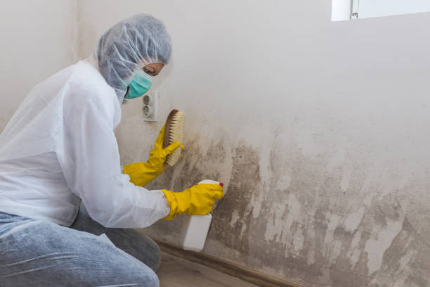 South Rockwood, MI Mold Removal Company