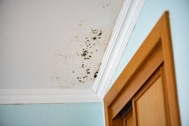 Best Mold Cleaning Services  in South Rockwood, MI