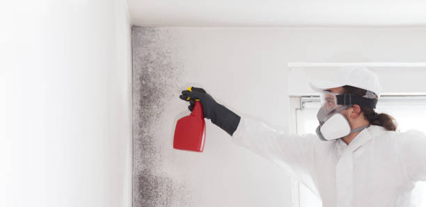 Best Mold Removal Near Me  in South Rockwood, MI