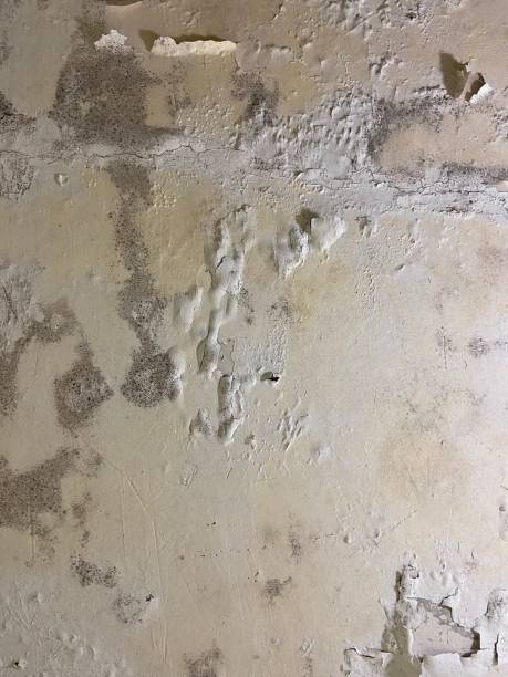 Best Same-Day Mold Removal  in South Rockwood, MI