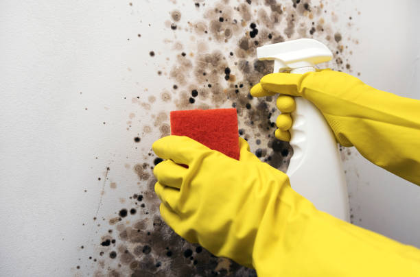 Best Mold Remediation  in South Rockwood, MI