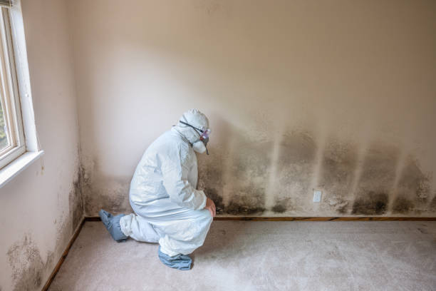 Water Damage Restoration in South Rockwood, MI