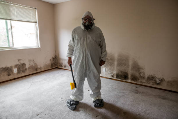 Best Professional Mold Removal  in South Rockwood, MI